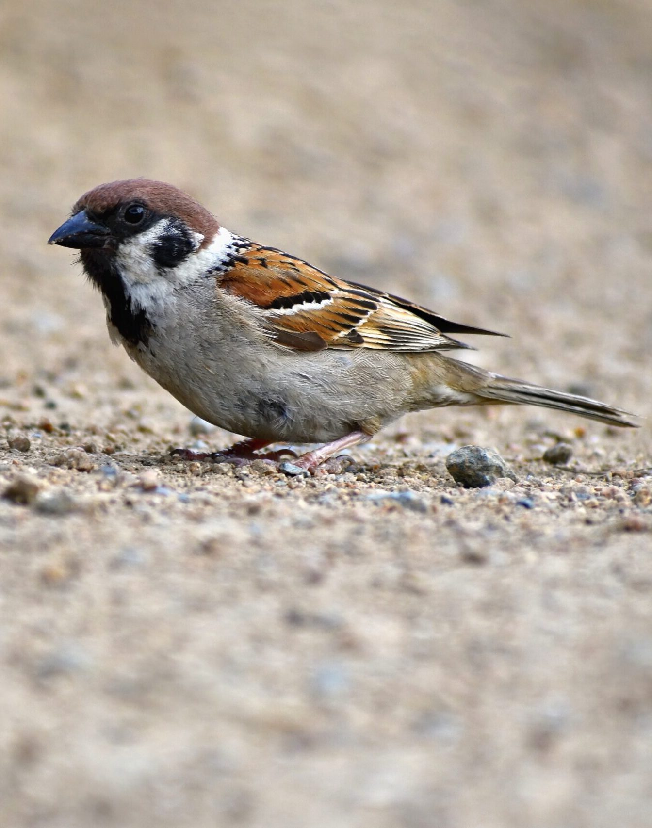 moineau friquet au sol