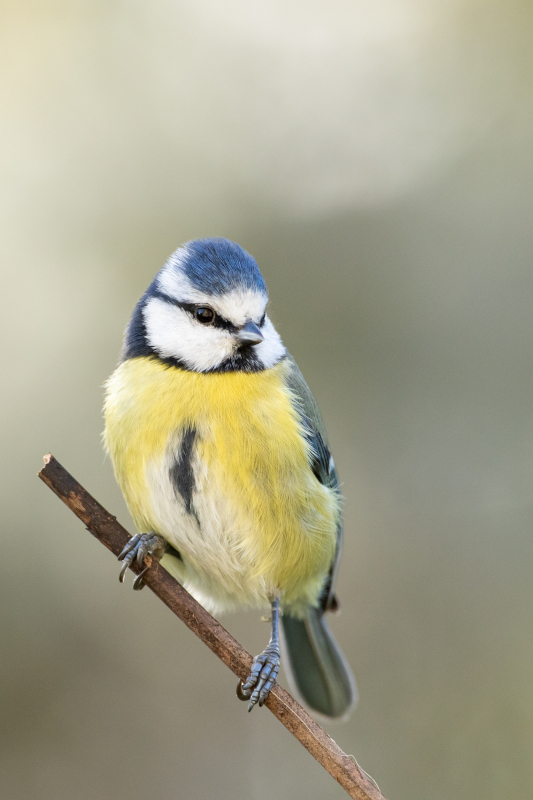 Mésange bleue