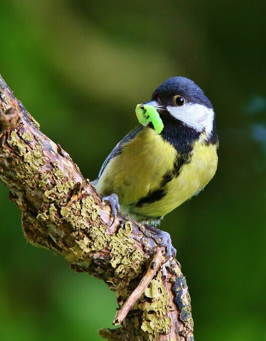 Mésange charbonnière