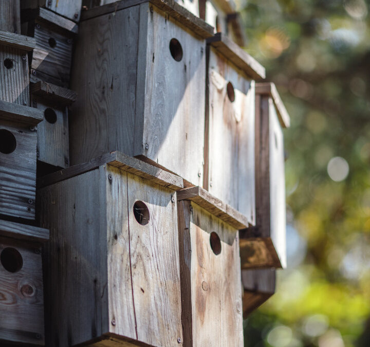 Atelier Construction de nichoirs