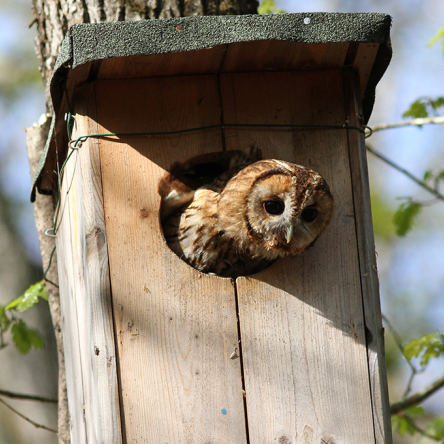 Nichoir « chouettes hulottes »
