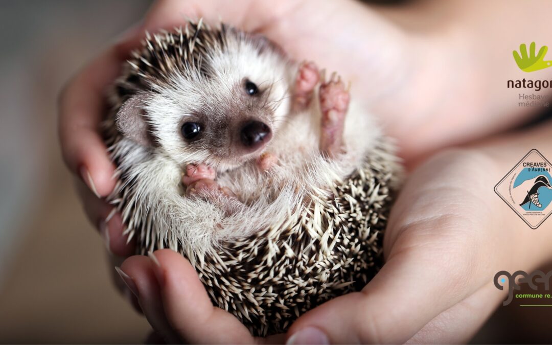 Hérissons & Jardins modernes : mode d’emploi pour une cohabitation sans casse