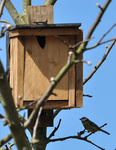 Nichoir une mésange bleue en approche