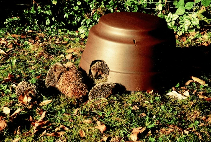 abri à hérissons Schwegler